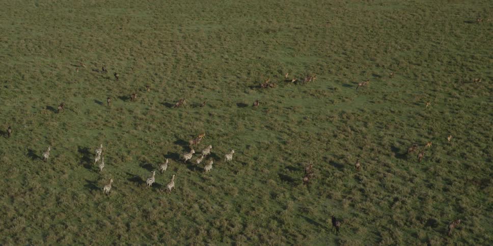 Animals run across a field