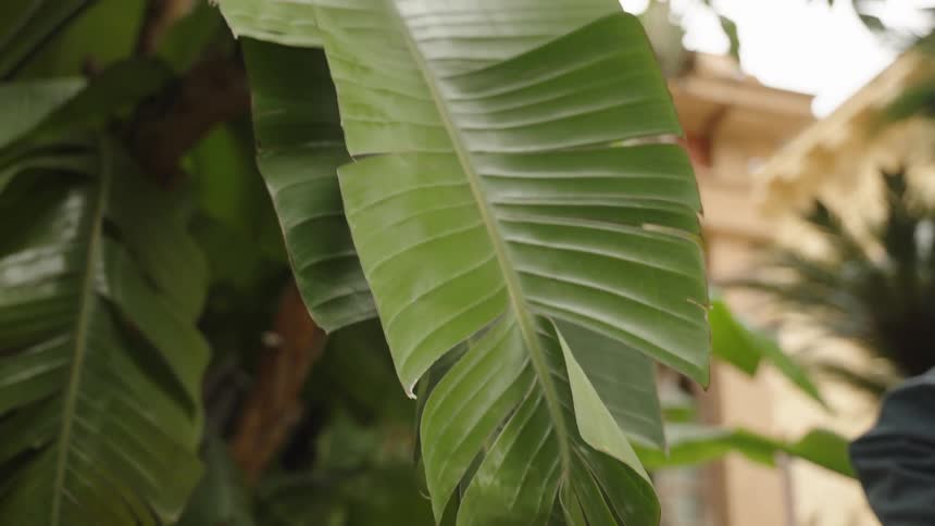A slow-motion close-up of a large tropical banana leaf in a garden