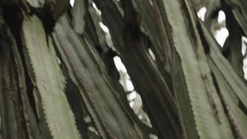 A slow, low-angle cinematic tilt down through the dense and thorny arms of a large cactus plant