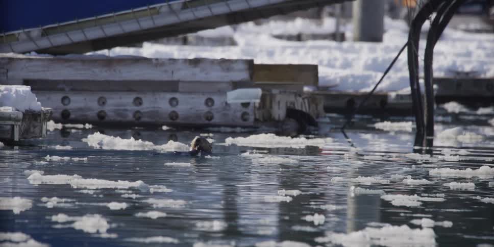A sea otter enjoys a meal while floating on its back in an icy harbor during winter