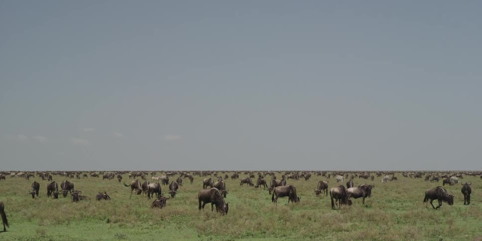Animals grazing in a grassy field