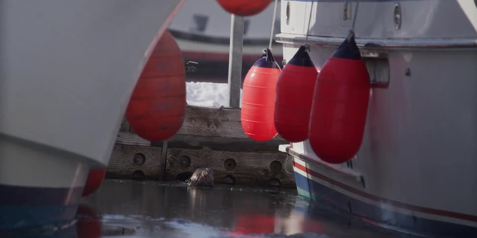 A cute sea otter grooms itself while floating in the chilly water of a boat harbor on a sunny day