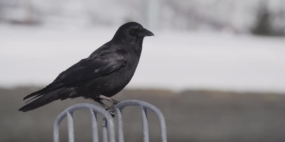 A majestic black crow perches on a metal fence in a snowy landscape before taking flight in beautiful slow motion