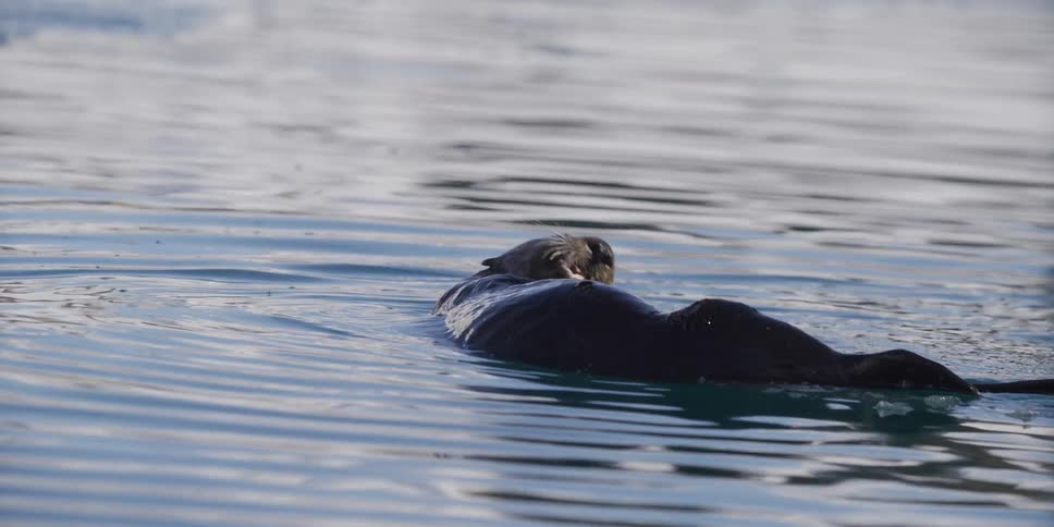 An adorable sea otter floats leisurely on its back, grooming its whiskers and enjoying a snack in the serene water