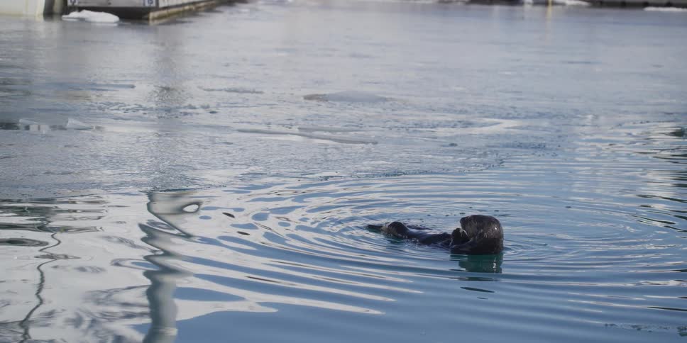 A cute sea otter floats on its back and relaxes in the icy waters of a winter harbor