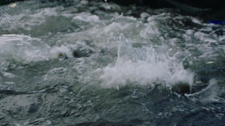 A slow-motion close-up of a large school of fish thrashing and splashing chaotically in the water