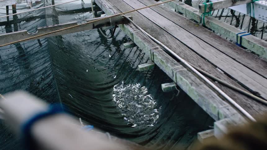 Thrashing school of fish are trapped in a fishing net next to a wooden pier