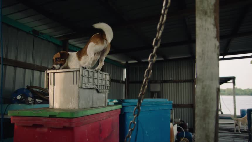 A small dog with a wagging tail stands on a crate inside a rustic boathouse by the water