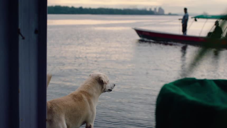 A dog stands patiently by the water's edge, watching a small fishing boat drift past at sunrise