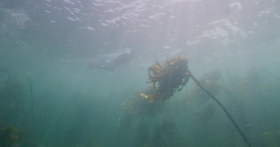 A snorkeler swims on the surface of the ocean above a kelp forest as sun rays beam through the water