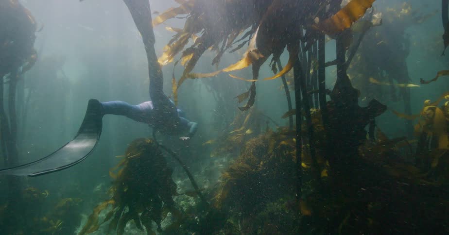 A freediver gracefully swims through a dense underwater kelp forest as beautiful sun rays filter down from the surface