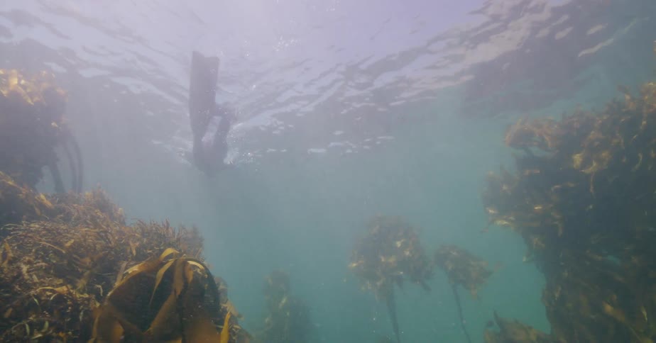 A serene underwater view from a kelp forest as a free diver floats on the surface with sunlight filtering through