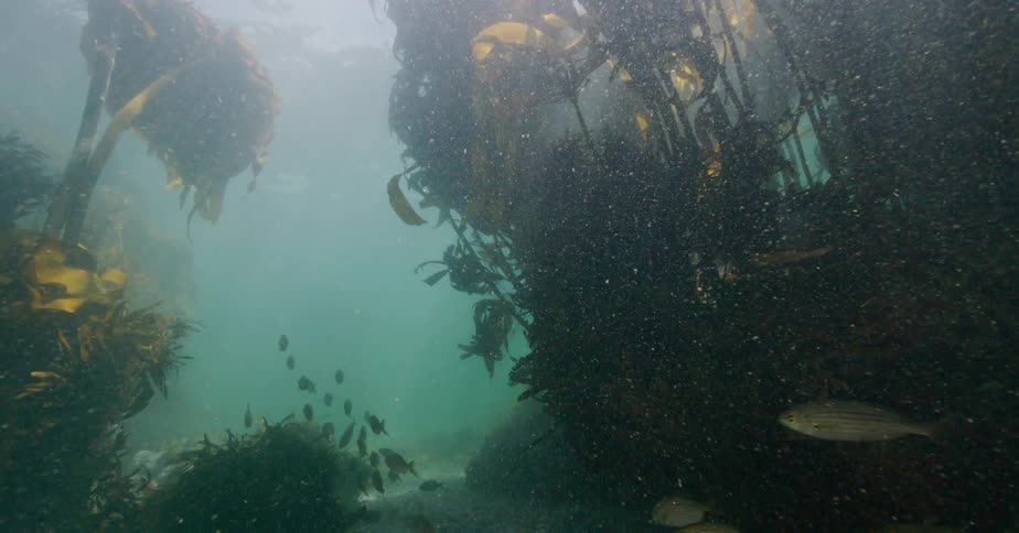 A school of fish swims serenely through a sunlit kelp forest as a snorkeler explores the murky underwater world