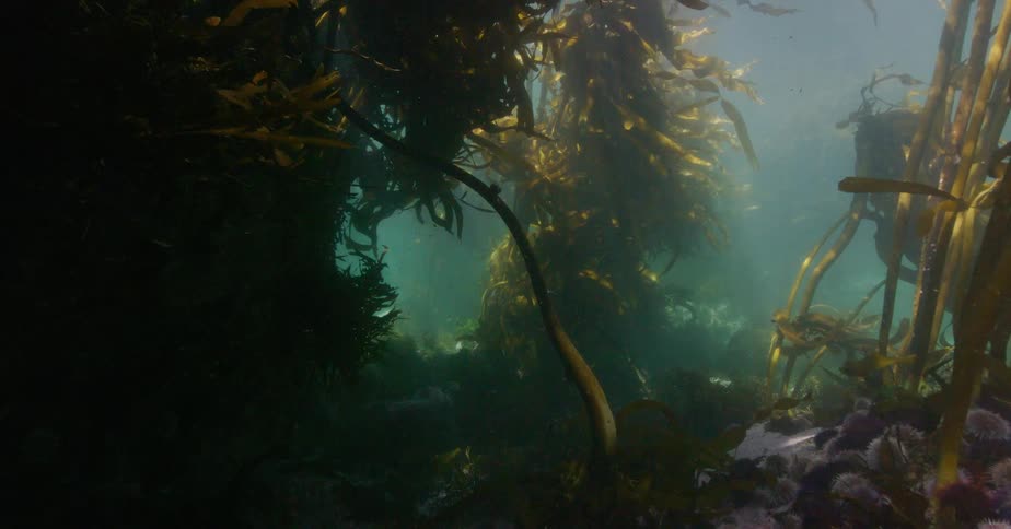 Sunlight filters through a dense underwater kelp forest, illuminating the swaying seaweed and sea urchins on the ocean floor