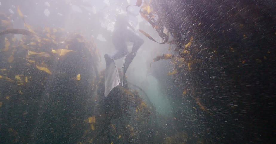 Slow motion underwater shot following a free diver as they swim through a dense and beautiful kelp forest with sun rays shining through