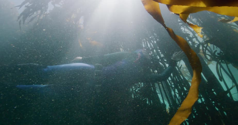 A female freediver in a wetsuit swims through a dense, murky kelp forest as beautiful sunbeams filter through the water