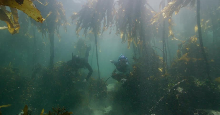Two freedivers gracefully explore the mysterious depths of a kelp forest as sun rays illuminate the underwater world