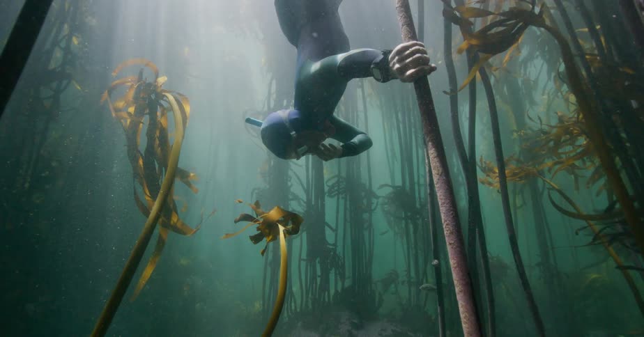 A free diver descends through a majestic kelp forest illuminated by beautiful sun rays