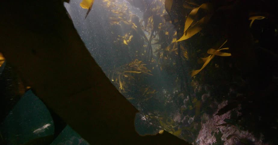 Drifting through a mystical underwater kelp forest as beautiful sunbeams pierce the dark water
