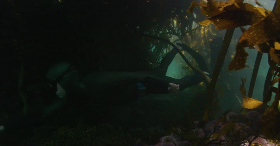 A freediver in a full wetsuit slowly swims through a dense, dark kelp forest as sunlight filters down from above