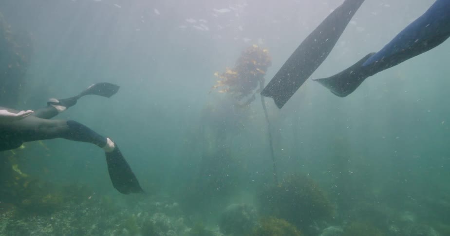 Two freedivers gracefully swim in slow motion through a beautiful sunlit kelp forest