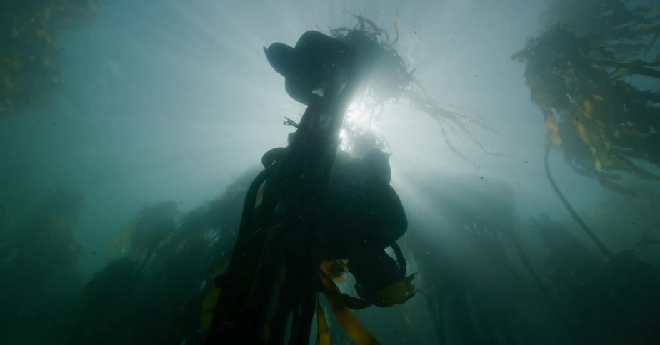 A silhouetted scuba diver slowly descends into a serene kelp forest as sunbeams pierce through the murky water from above
