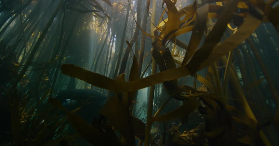 A freediver explores a beautiful underwater kelp forest as sun rays pierce through the dense canopy
