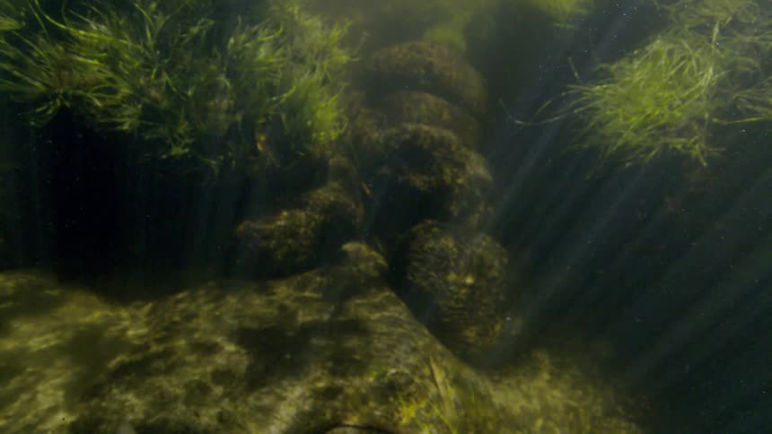 An underwater view captures sunlight creating shifting patterns of light and shadow on rocks and aquatic grass