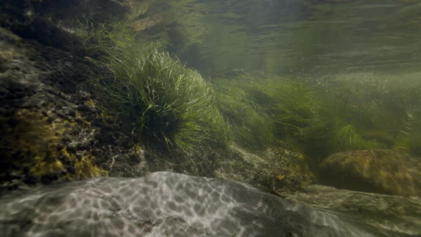 A tranquil underwater scene reveals sunlight dancing on rocks and green aquatic grass swaying in a gently flowing stream