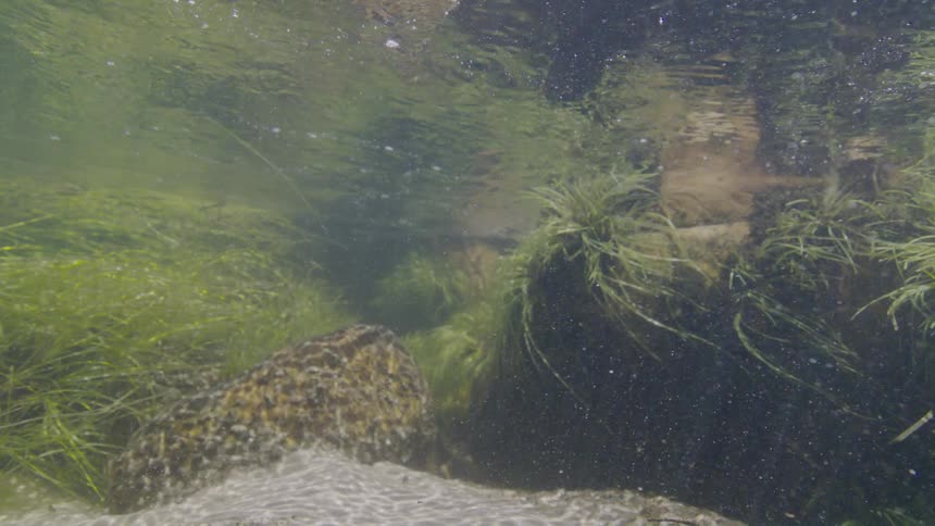 An underwater view of a sunlit riverbed with rocks and green grass swaying in the gentle current