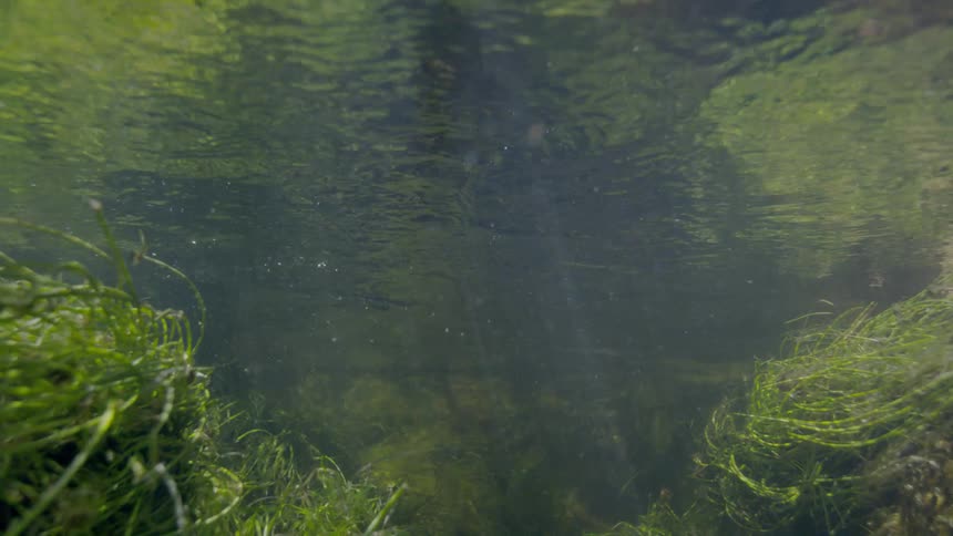 An underwater view of a sunlit riverbed with green aquatic plants swaying in the gentle current