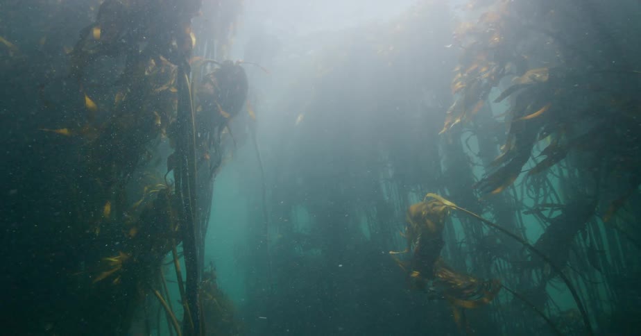 A serene underwater view of a giant kelp forest as sun rays pierce the ocean's surface