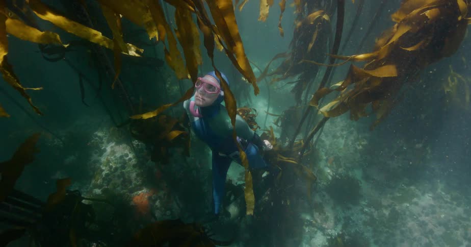 A calm free-diver in a blue wetsuit gracefully navigates the dense, sunlit underwater kelp forest
