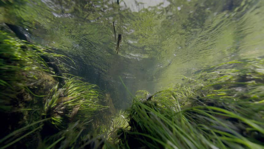 An immersive underwater perspective captures the gentle flow of a sunlit stream through vibrant green aquatic plants