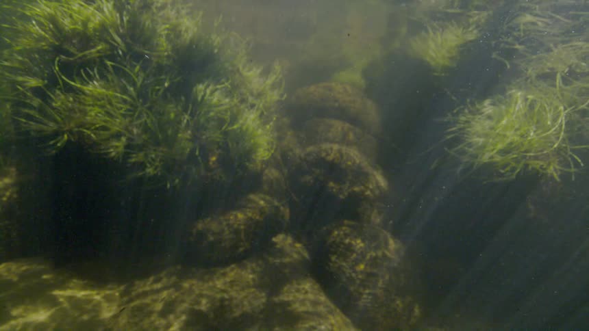 Sunlight beams down on a tranquil underwater scene of mossy rocks and lush green river grass