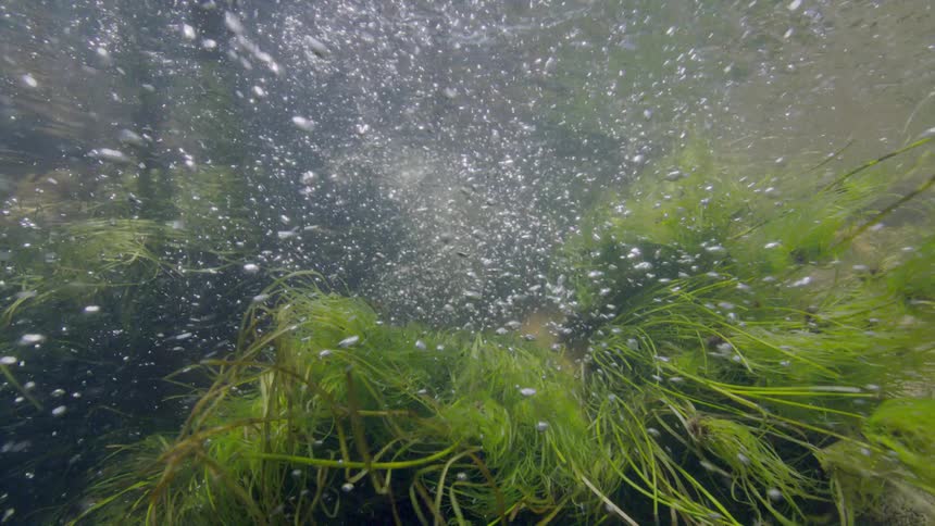 An underwater view shows countless air bubbles rising through vibrant green aquatic plants swaying in a gentle current