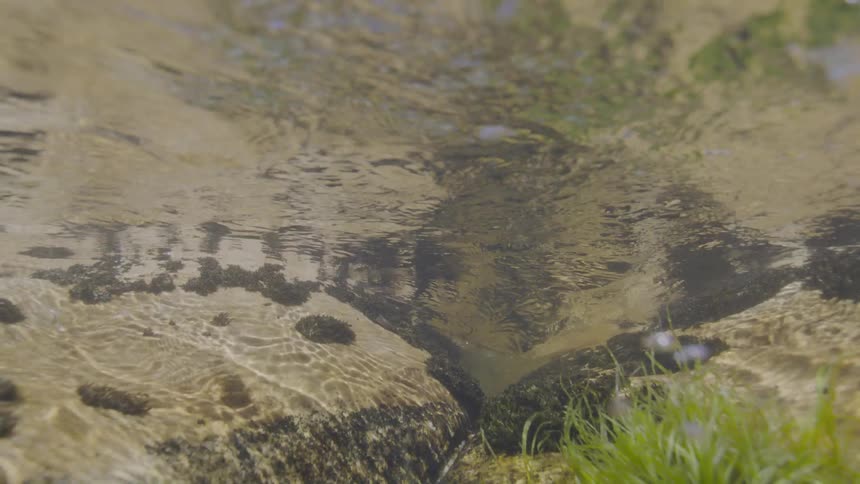 A tranquil underwater perspective shows clear stream water flowing gently over mossy rocks on a sunny day