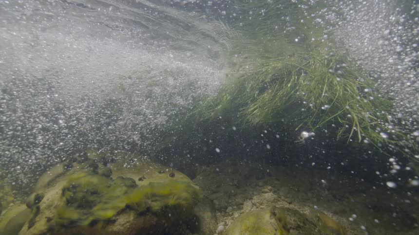 Underwater shot of a fast-flowing stream shows air bubbles rising past rocks and swaying green plants