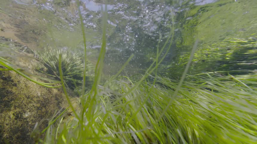Sunlight filters through the rippling surface of a clear stream, illuminating the green seagrass below