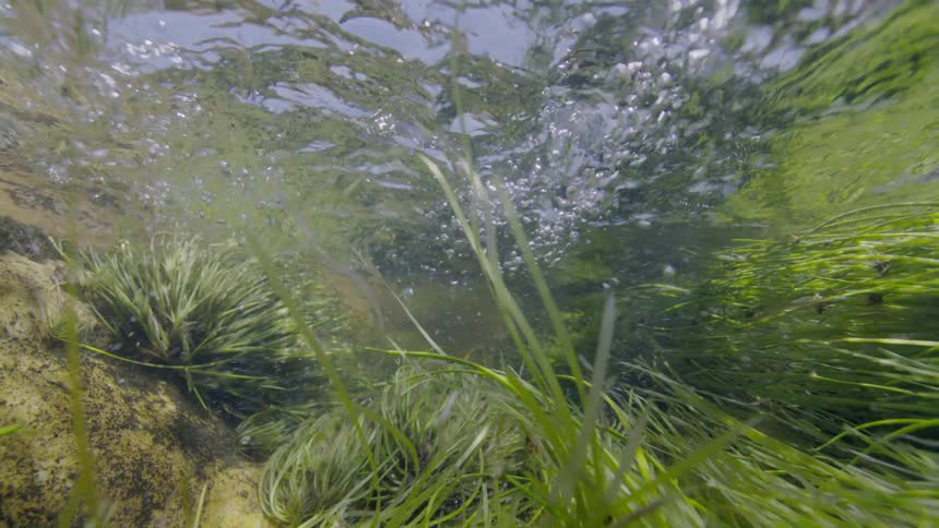 Sunlight illuminates vibrant green aquatic grass swaying beneath the bubbly surface of a clear, flowing stream