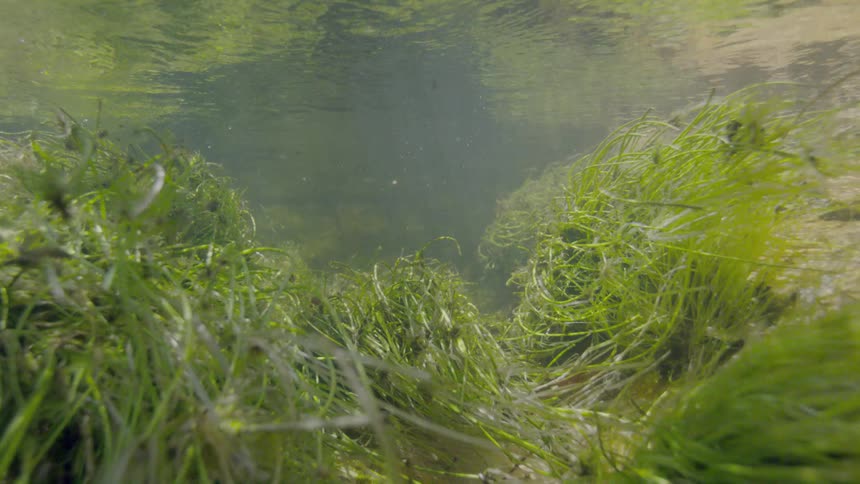 An immersive underwater view of green aquatic plants swaying gently in the sunlit current of a clear riverbed
