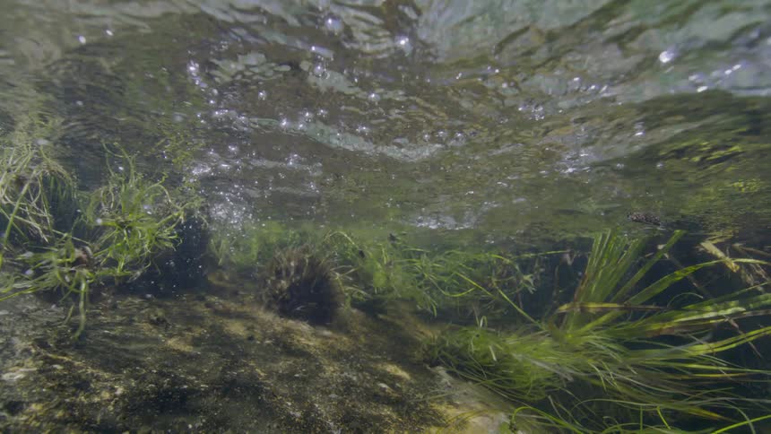 Underwater view of a clear, bubbling stream with green aquatic plants swaying on the rocky riverbed