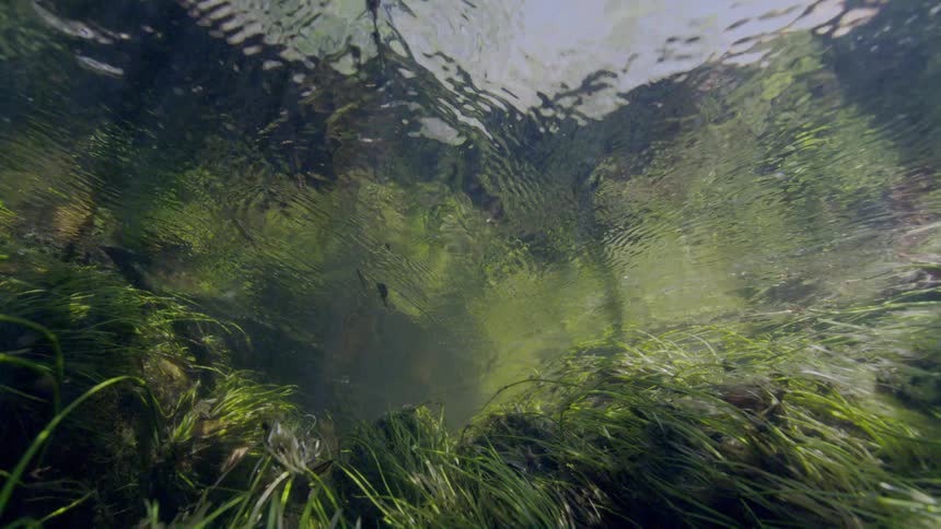 An immersive underwater view from a sunlit stream bed reveals green aquatic plants swaying in the clear, flowing water