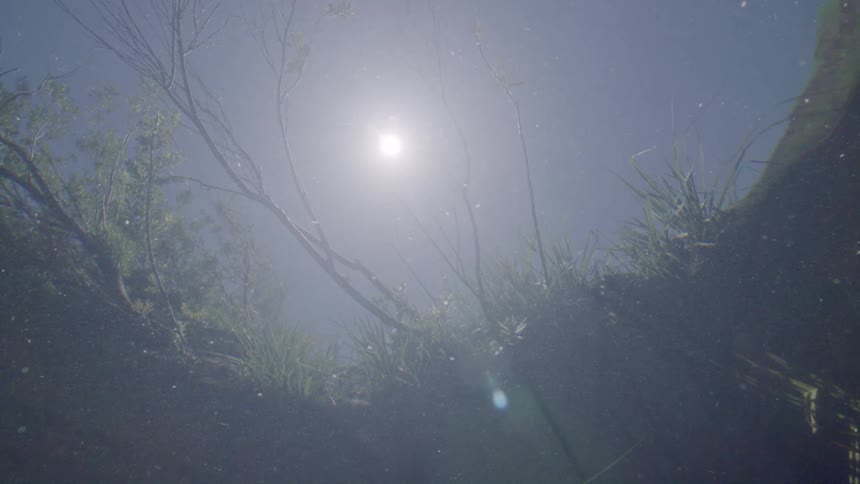 A serene underwater view looks up through murky water at the sun shining above a grassy riverbank