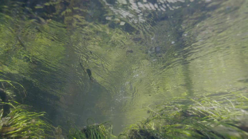 An underwater view from the bottom of a clear stream looks up through lush green grasses at the rippling surface as sunlight filters through