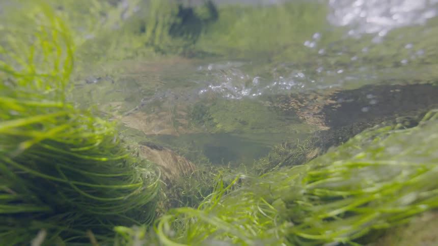 A serene underwater view of a freshwater spring where clear water flows over vibrant green algae and plants