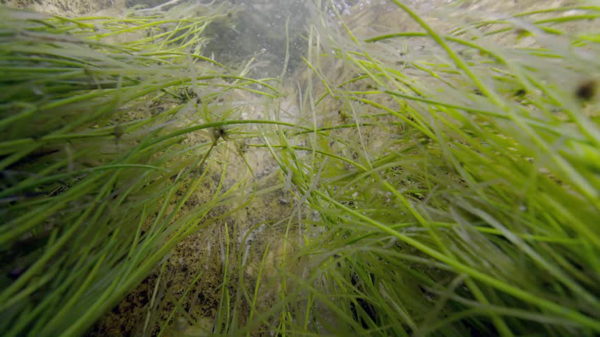 An immersive underwater view from the bottom of a stream looking up through swaying green aquatic grass