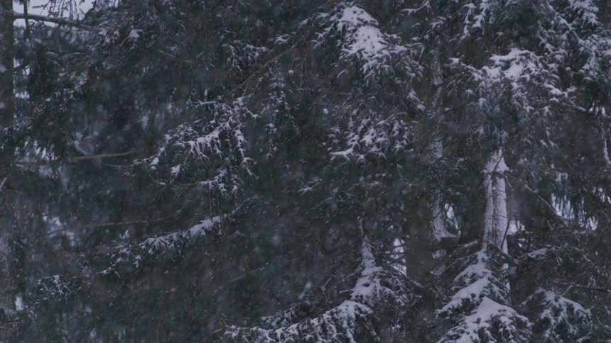 Heavy snow falls gently over snow-covered evergreen trees in a peaceful winter forest scene