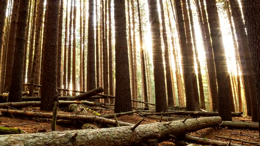 A time-lapse of the sun shining brightly through a dense forest of tall pine trees, creating dramatic lens flares and light rays