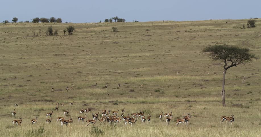 Gazelles graze in the savanna